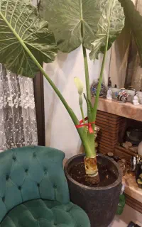 استخدام نظافتچی خانم جوان