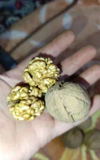 گردو مغز سفید پوست نازک پر چرب خوش خوراک