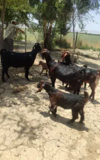 چهار راس بز