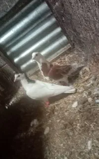 یه جفت نرو ماده