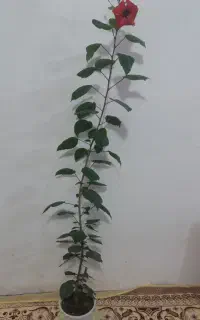 گل طبیعی