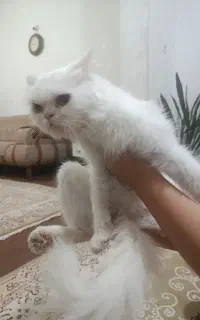 گربه