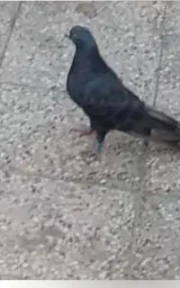 کبوتر گمشده