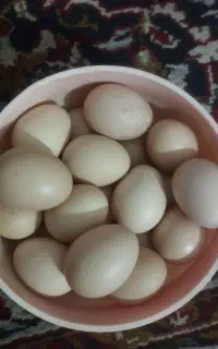 تخم مرغ تازه نوتفه دار