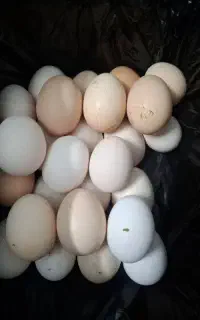 تخم نطفه دار .مخلوط گلپایگان .سلطان.بلک استار