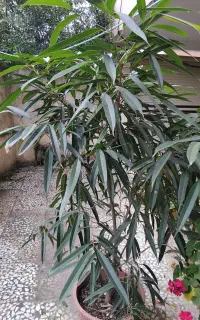 درختچه زیبا بنجامین