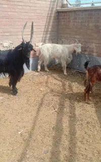 نربز