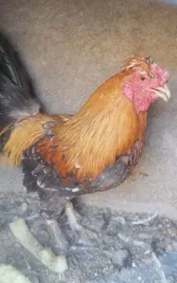 خروس بومی