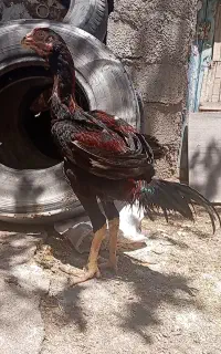 جوجه خروس لاری دنگ بالا