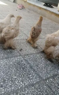 مرغ برهما تازه دم تخم و جوجه برهما
