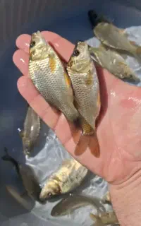 ماهیُ //کپُوُر /