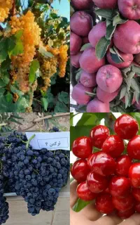 فروش انواع نهال میوه
