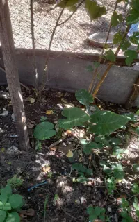 گل بابا ادم