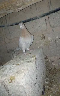 کفتر