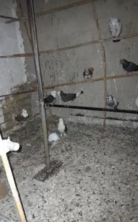 گندم ارزن تخم جارو
