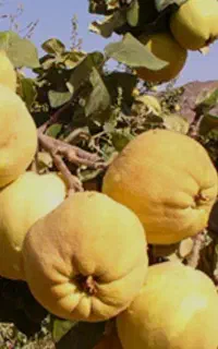 نهال به اصفهان