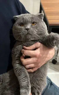 گربه اسکاتیش بلو