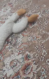 عروسک میمون