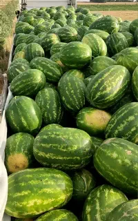 هندوانه بیضی و گرد