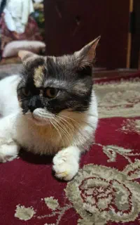 گربه اسکاتیش ماده