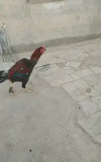 جفت مرغ و خروس لاری عتیق