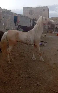خرید و فروش اسب بارکش