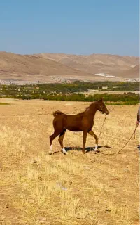 عرب