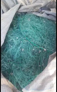 تور شیر ماهی