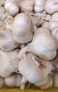 فروش سیر سفید خشک درجه یک همدان