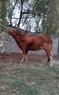 ۳عدد قربانی گاو گوسال