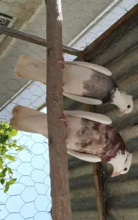 ۲۳عدد کبوتر رنگی وپرشی