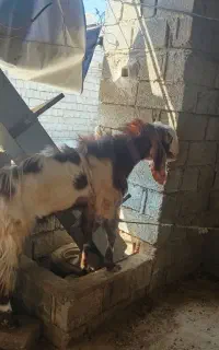 پازن مست
