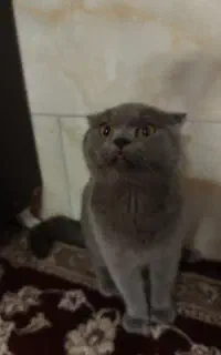 گربه نر اسکاتیش جهت جفت گیری