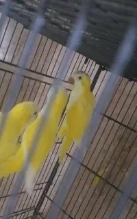 راهب لوتینو ماده