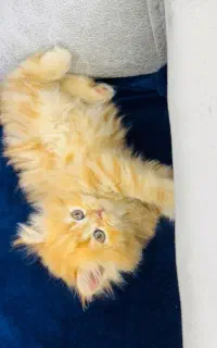 گربه ی بازیگوش و قشنگ