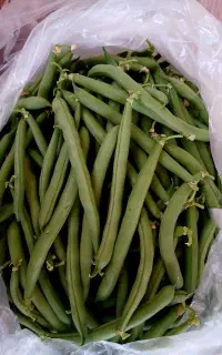 لوبیا سبز تازه و گوشتی
