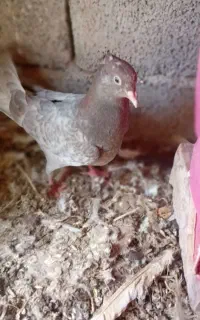 کبوتر