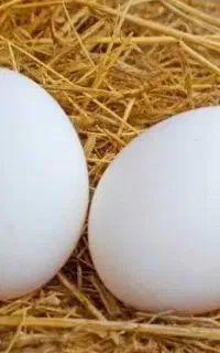 تخم مرغ
