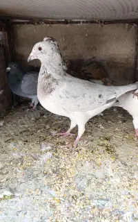 نره سار آلمانی