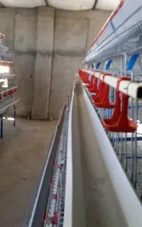 قفس مرغ تخمگذار