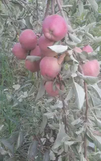 سیب