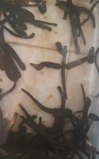 زالوی فوق گیرا و نقطه زن