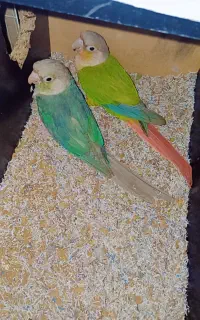گرینچیک کارداده