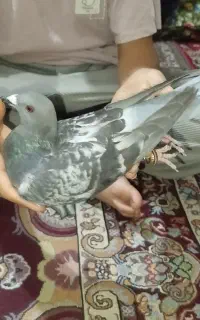 کفتر مگسی نر مست