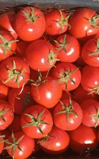 کارگرچیدن گوجه کنترات