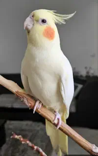 عروس هلندس ماده