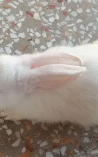 خرگوش