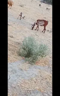 بز کهر آهوی