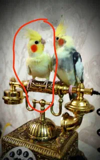 عروس هلندی ماده (گمشده) رنگ زرد