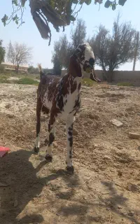 بزنر